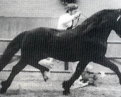 stallion Bucklesham Brenin Bach (Welsh-Cob (Sek. D), 1975, from Derwen Black Magic)