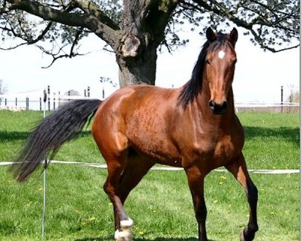 broodmare Louitaxtma (Rhinelander, 2006, from Louis le Bon)