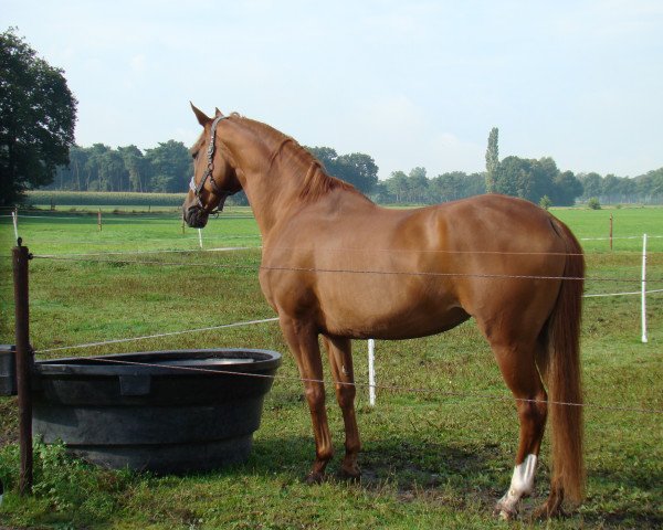 Zuchtstute Havanna IX (Trakehner, 2002, von Sixtus)