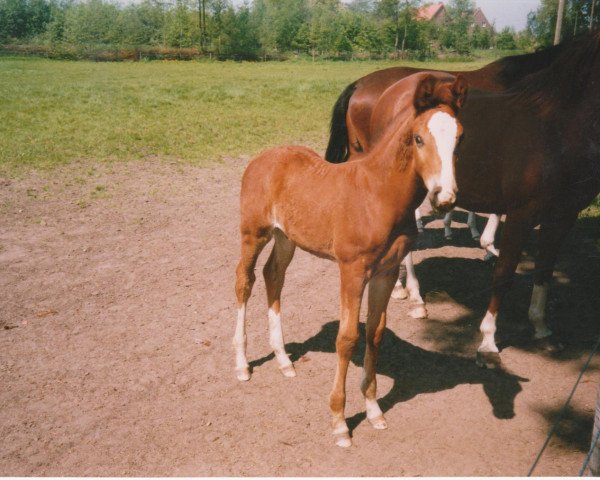 horse Mondeo 15 (Westphalian, 1995, from Mon Chèri)