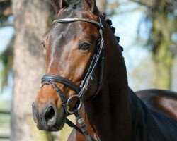 stallion Glenn Grant (Trakehner, 2005, from Buddenbrock)