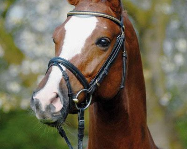 stallion Titiano (Trakehner, 2004, from Münchhausen)