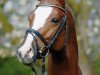 stallion Titiano (Trakehner, 2004, from Münchhausen)