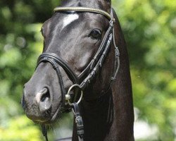 stallion Donaustolz (Trakehner, 2006, from Distelzar)