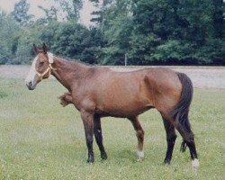 broodmare Tanagra (Selle Français, 1963, from Furioso xx)