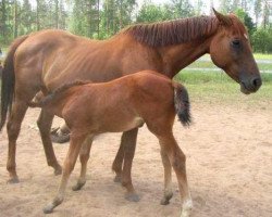 Zuchtstute Urline de Muze (Belgisches Warmblut, 1997, von Cash)