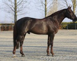 Springpferd Ad A Big Boy (Belgisches Warmblut, 2000, von Kannan)