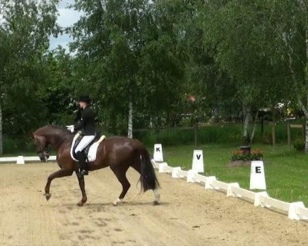 dressage horse Fürstin 59 (Westphalian, 2004, from Fürst Piccolo)