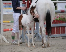 dressage horse JS Kokoschinski (German Riding Pony, 2012, from Jacky Boy)