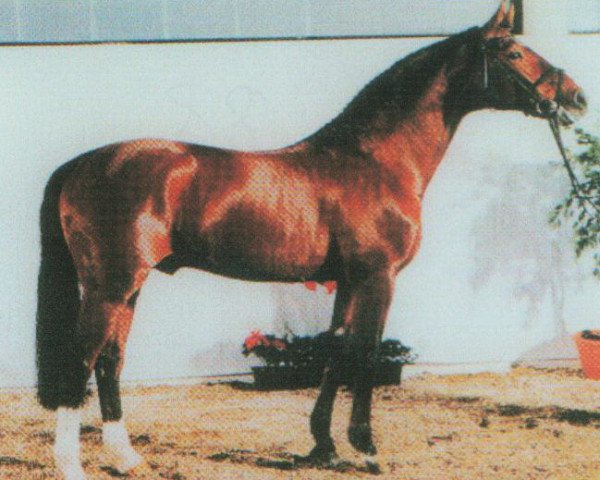 stallion Cordial Medoc (Oldenburg, 1988, from Coriolan)