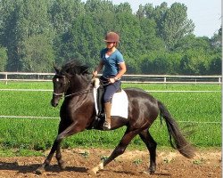 horse Pro Liberty (Rhinelander, 2008, from Potential)