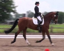 broodmare Alina (Oldenburg, 2002, from Argentinus)