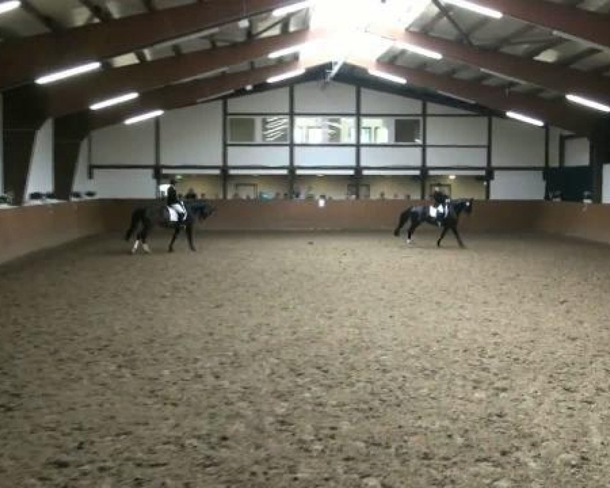 dressage horse Recognize (Hanoverian, 2006, from Royal Blend)