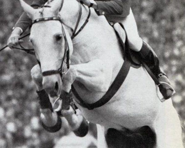 horse Askan (Hanoverian, 1961, from Almhuegel III)