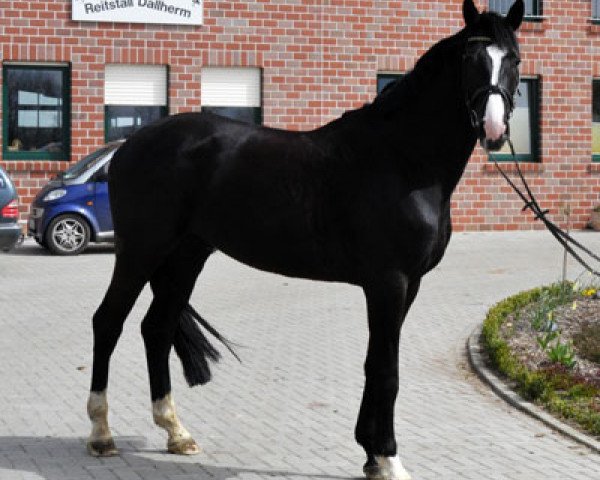 Springpferd Zabiano (Oldenburger, 2006, von Zatinus)