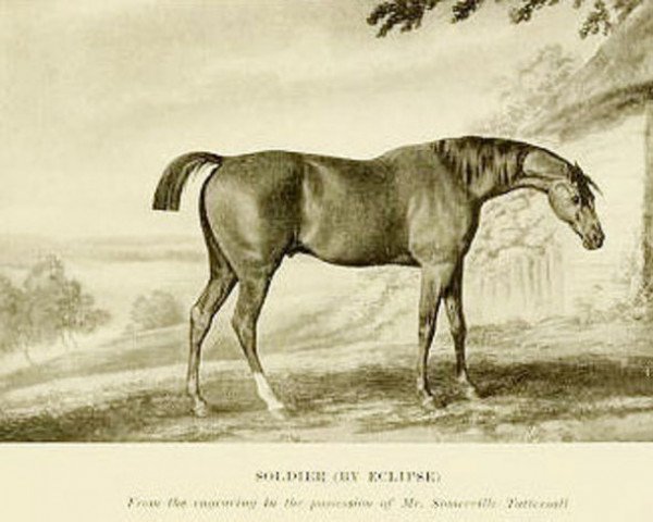 Pferd Soldier (Englisches Vollblut, 1779, von Eclipse xx)