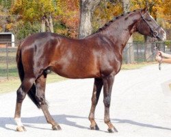 horse Acclaim (American Warmblood, 2003, from Acorado I)