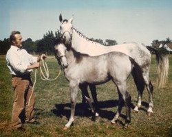 broodmare Bagieta X (Arabian thoroughbred, 1970, from Serval)