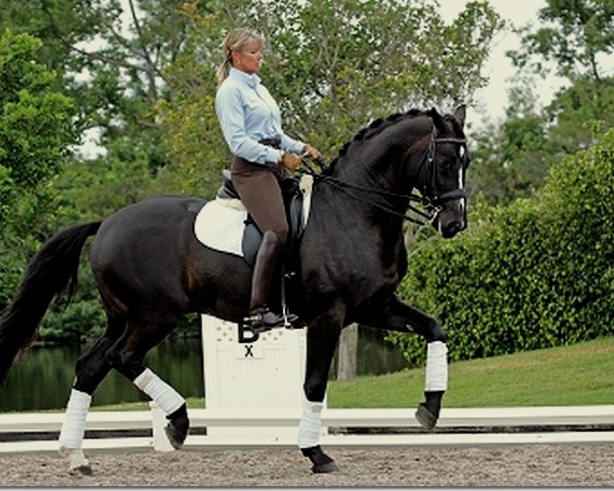 stallion De Luxe (Oldenburg, 1997, from De Niro)