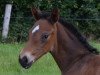 dressage horse Shakira (Westphalian, 2012, from Spirit 370)