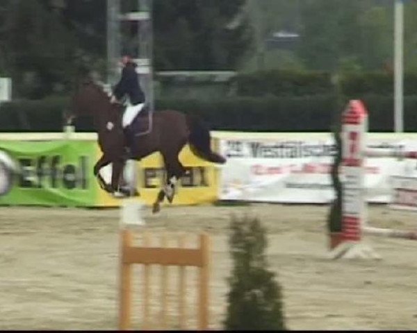 Pferd Romy 174 (Dutch Harness Horse/Tuigpaard, 1998, von Unitas)