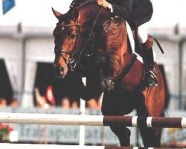stallion Lord Byron (Holsteiner, 1991, from Lord)