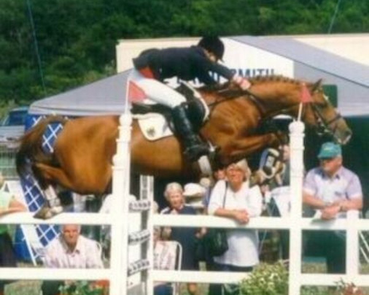 stallion Lombard (German Riding Pony, 1979, from Liverpool)