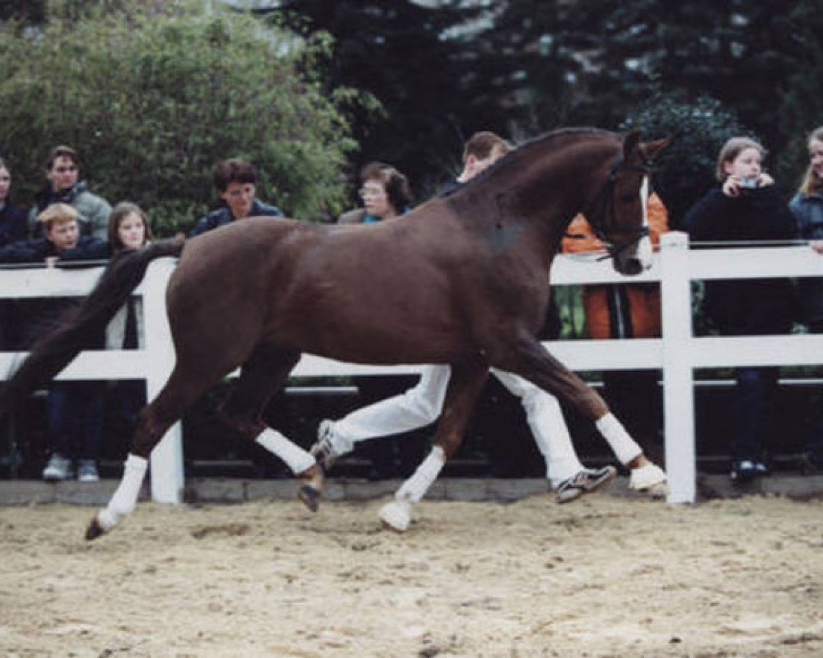 stallion Losander (German Riding Pony, 1983, from Lombard)