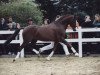 stallion Losander (German Riding Pony, 1983, from Lombard)