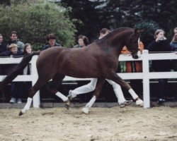 Deckhengst Losander (Deutsches Reitpony, 1983, von Lombard)