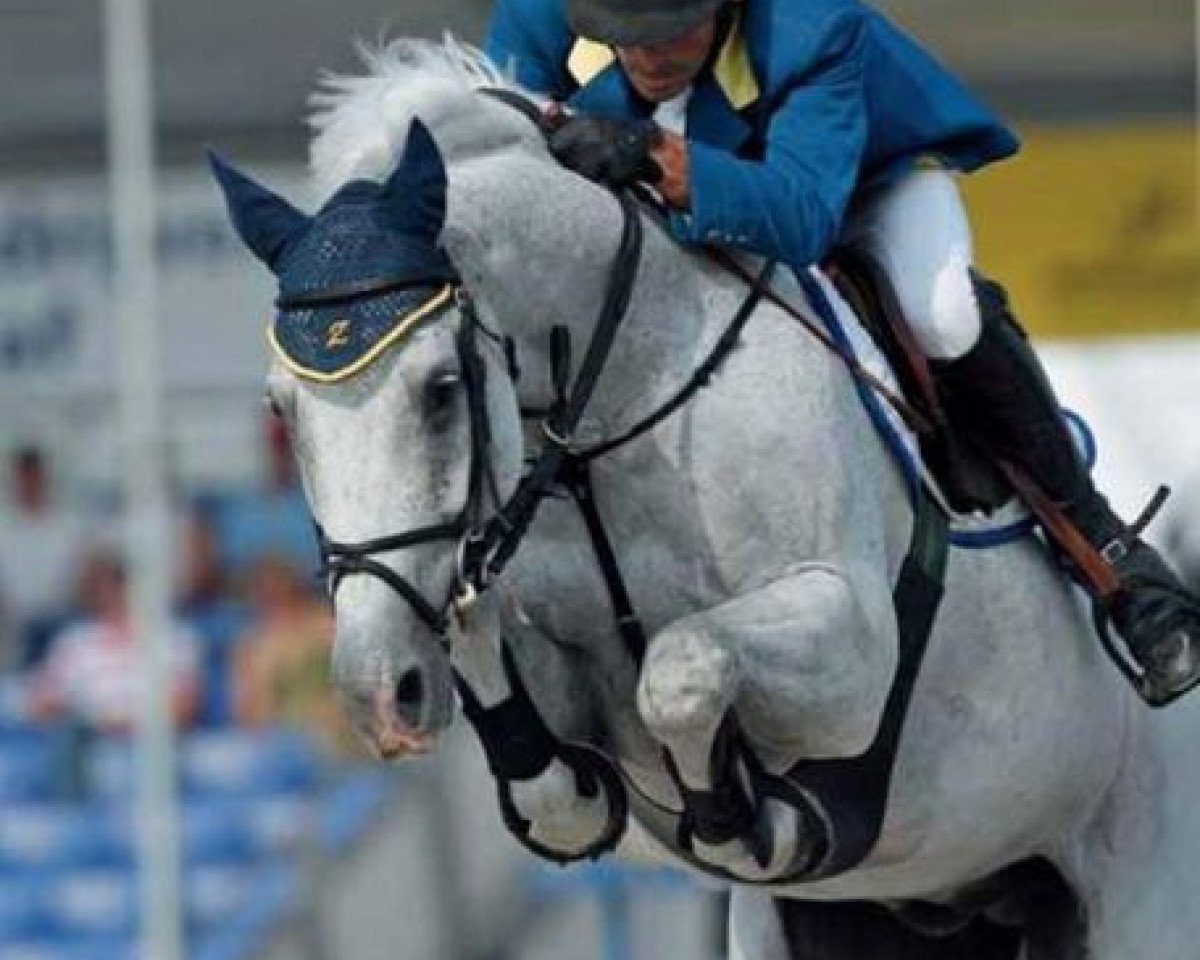 stallion Cassinus (Italian Warmblood, 1997, from Cassini I)