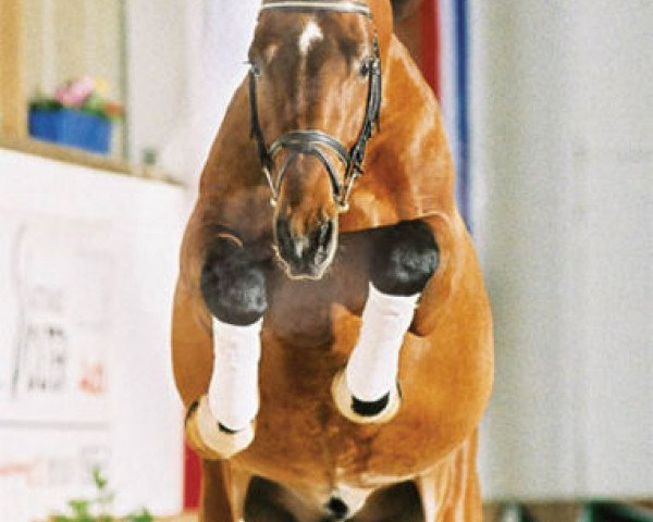 stallion Connection (Holsteiner, 2000, from Caretino)