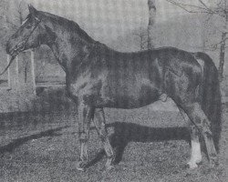 stallion Goldglanz (Westphalian, 1977, from Goldlack I)