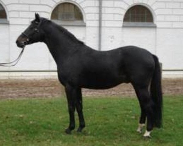 horse Methusalem (Mecklenburg, 1990, from Melder 3465)