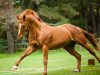 stallion Waikiki of Wadacre (Hanoverian, 1994, from Wittinger)