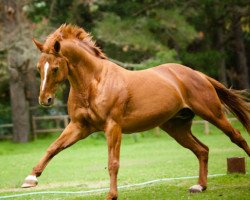 stallion Waikiki of Wadacre (Hanoverian, 1994, from Wittinger)