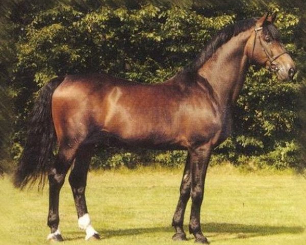 stallion Cortez 679 SWE (Holsteiner, 1981, from Cor de la Bryère)