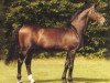 stallion Cortez 679 SWE (Holsteiner, 1981, from Cor de la Bryère)
