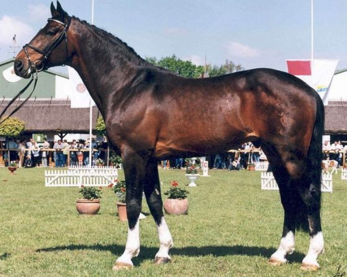 Deckhengst Castor (Holsteiner, 1984, von Cor de la Bryère)
