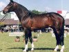 stallion Castor (Holsteiner, 1984, from Cor de la Bryère)
