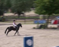 jumper Natango (German Riding Pony, 2006, from Nabucco R)