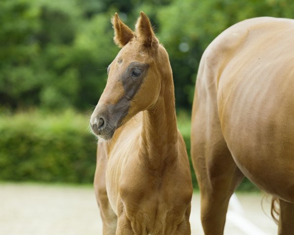 dressage horse Quvenzhané Rhy de Cologne (Hanoverian, 2022, from Quantensprung 3)