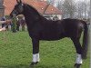 stallion Darlington (Westphalian, 1987, from Damenstolz)
