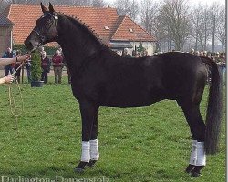 stallion Darlington (Westphalian, 1987, from Damenstolz)