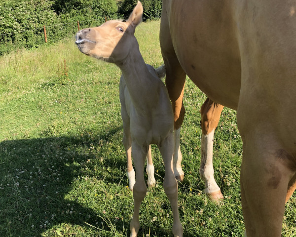 jumper Mrs. Ed de Cologne (Oldenburg, 2022, from My Vitality)