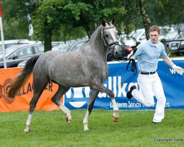 broodmare Dana Dira (German Riding Pony, 2009, from Fs Dr Watson)