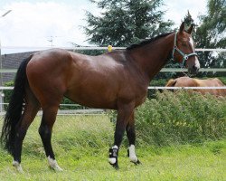 horse Braveheart (Hanoverian, 2008, from Harmony's Baroncelli)