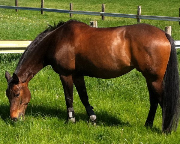 broodmare Prisma 37 (Westphalian, 1998, from Painter's Row xx)