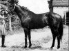 stallion Olymp xx (Thoroughbred, 1942, from Arjaman xx)