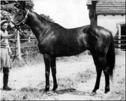 stallion Olymp xx (Thoroughbred, 1942, from Arjaman xx)